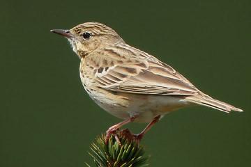 Vogelweetje 20: de boompieper (Anthus trivialus) De Boompieper is een eenvoudig lichtbruin gestreept vogeltje, dat door zijn uiterlijk niet zo gauw zal opvallen.