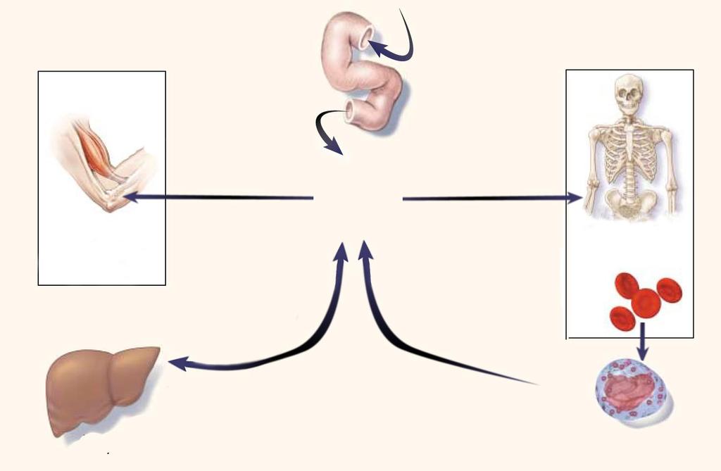 ijzer in het lichaam: verdeling en opslag Gebruik Duodenum (gemiddeld, 1 2 mg per dag) Voedsel-ijzer Gebruik Spier (myoglobine) (300 mg) Opslag/reserve ijzer Plasma transferrine (3 mg) Circulerende