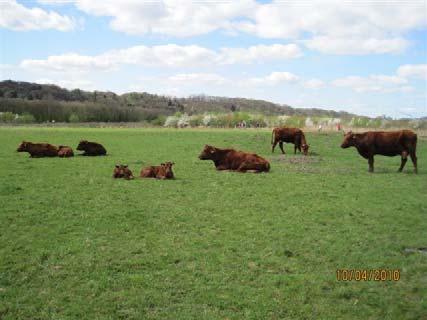 Begrazing Onze Rode Geuzen mochten proeven van de nieuwe graslanden in het