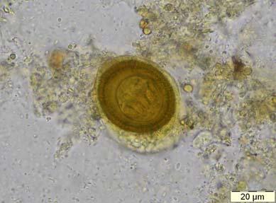 Deze eitjes zijn rond met een diameter van ongeveer 343 μm, ze bevatten een larve met zes haakjes (hexacanthe larve of oncosfeer) en een dik bruin radiair gestreept kapsel (3).