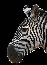 1. Waarom heeft een zebra zwarte en witte strepen?