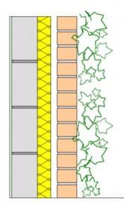 Figuur 5: Types groene wanden Figuur 6: Van links naar rechts: zelfhechtende directe groene gevel, indirecte groene gevel, living wall system. 5.2 