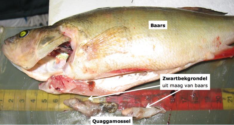 Resultaten Grotere vissen doorgaans hogere stikstofratio Hoger in de