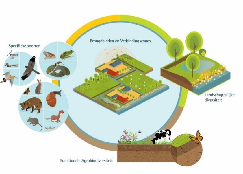 Natuurinclusief 1. Natuur, werkt samen en houdt rekening met 2. Agrodiversiteit (functioneel), ter ondersteuning en verfraaiing 3.