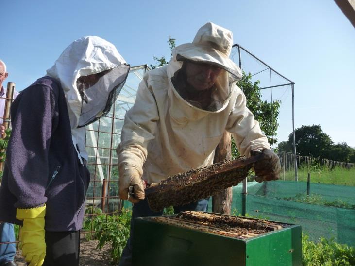 Het eerste bijenvolk heeft al heel wat honing verzameld. En misschien hebben de eigenaren van de volkstuintjes, waar de bijenkorf staat, volgend jaar een super oogst!