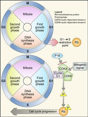 Nieuwe inzichten in de medische oncologie Targeted Therapy