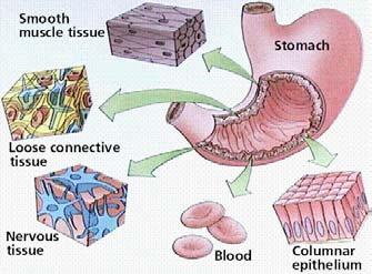 Introduction The Cell What is Comp. Bio.? Why is it great?
