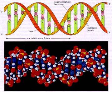 The Double Helix DNA Organization Genome Sizes Related Computational Tasks E.