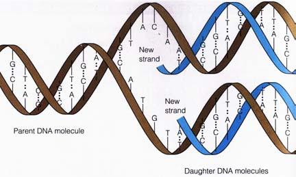 ! Related: sequence comparison, sequence alignment Source: Mathews & van Holde DNA Duplication Genes The DNA