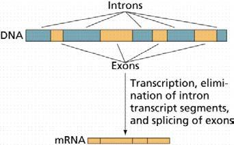 RNA Editing is mediated by the
