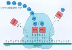 protein & rrna molecules The ribosome