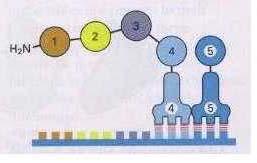 Genetic Code The Central Dogma Experiments Genes Transcription DNA RNA Protein Eukaryotic Transcription