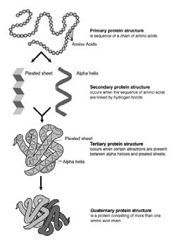 structure Protein Structure Protein Structure Proteins are polypeptides of 70-3000 amino-acids This structure is (mostly) determined by the sequence of