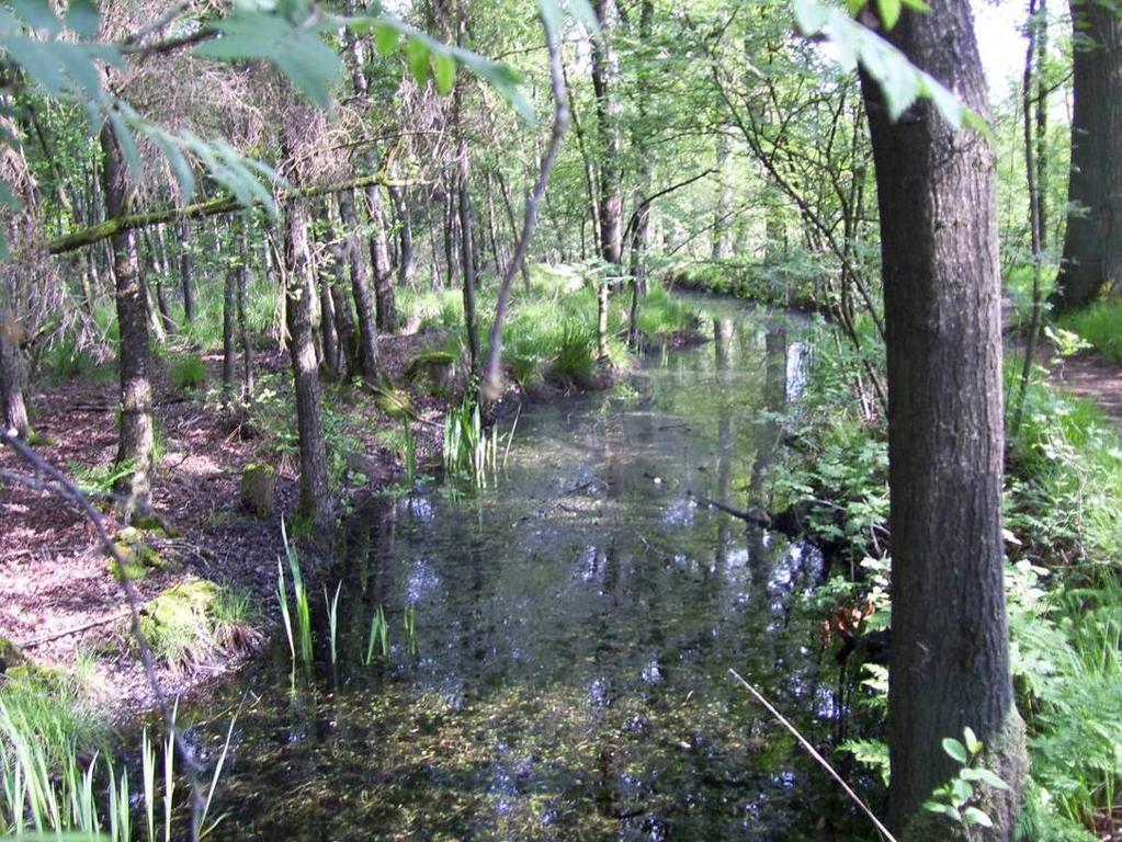 Tussen de spoorlijn en TOB-sloot is een restant meander van de Achterste Stroom en een rabattenbos gelegen.