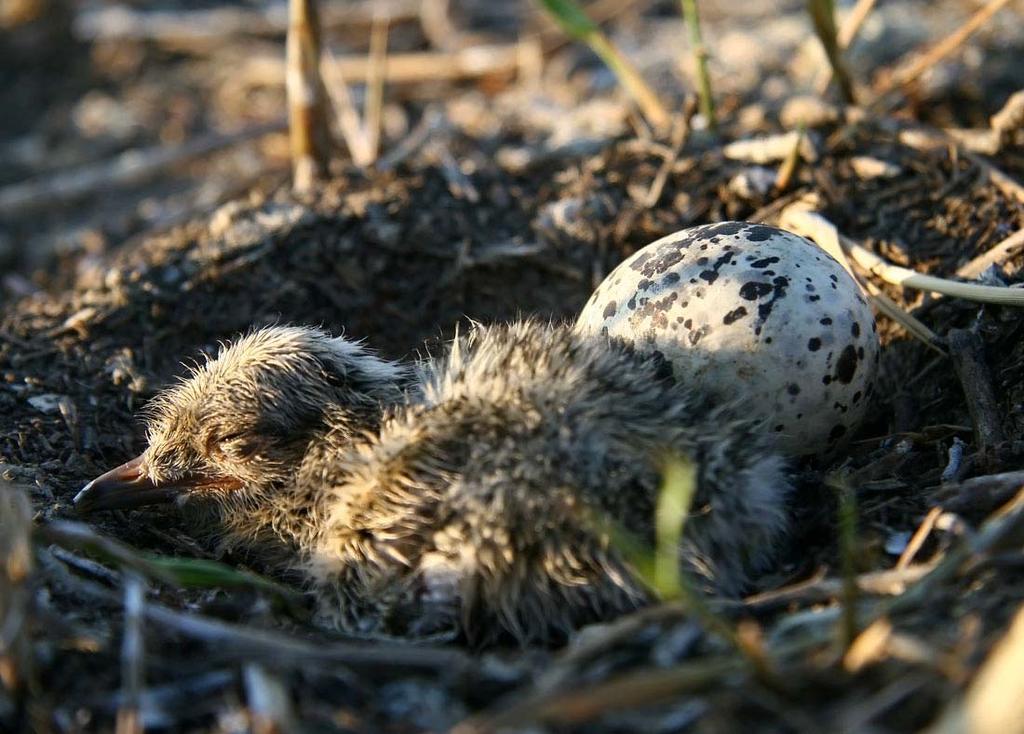 het eiland in de Flauwers Inlaag in 27 (foto: Pim