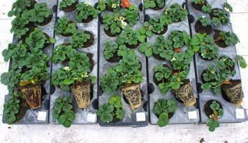 DOSSIER Onderzoek optimaliseert aardbeienteelt plant. Die overschreden zelfs die van het hoofdras Portola.