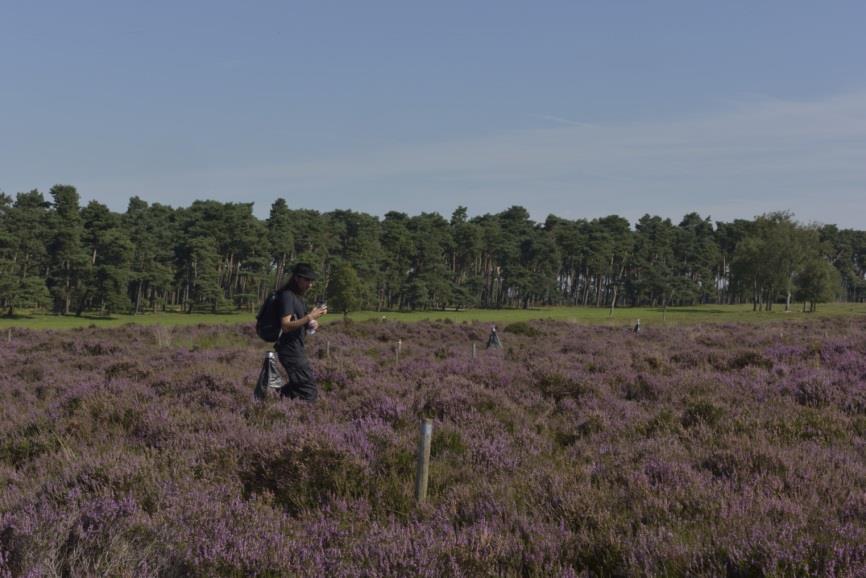 Figuur 9.1. Emergentievallen in het droge heide experiment. Uitgeslopen Diptera worden opgevangen in de vangpot die bovenop de val geplaatst is. Figure 9.1. Emergence traps situated in the dry heath experiment.