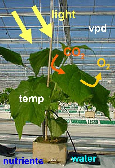 Introductie Licht moet worden ge optimaliseerd, samen met andere groeifactoren zoals