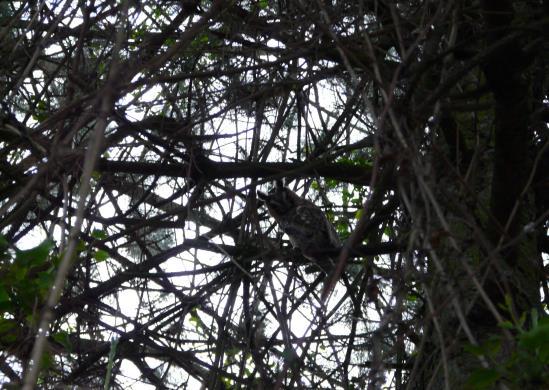 meter langs de randen van de houtsingels over de hele lengte. Ook elders in de omgeving wordt gezien vliegbewegingen en het aanwezige habitat gefoerageerd.