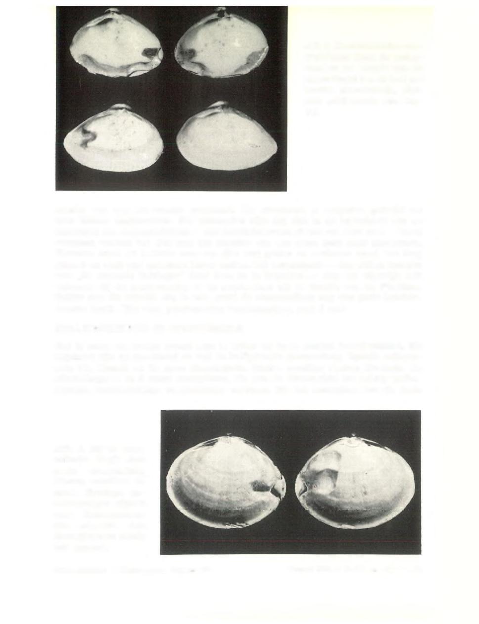 A fb. 4. K nobbelachtige vergroeiingen langs de onderrand en ter hoogte van de m antelbocht van de half geknotte strandschelp, Spisula subtruncata (da Costa). sprake van een m isvorm de m ondrand.