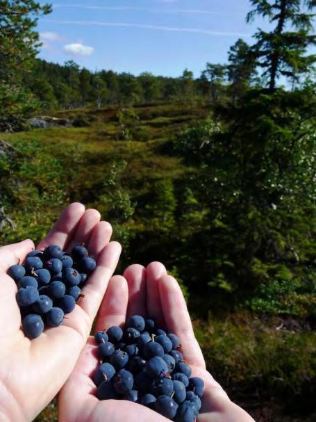 hebben we Jervfjellet, in