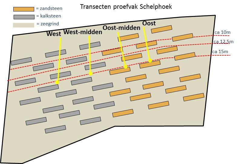 Figuur 10. Ligging van de duiktransecten op het proefvak zoals deze op voorhand zijn bepaald: West, Westmidden, Oost-midden en Oost.