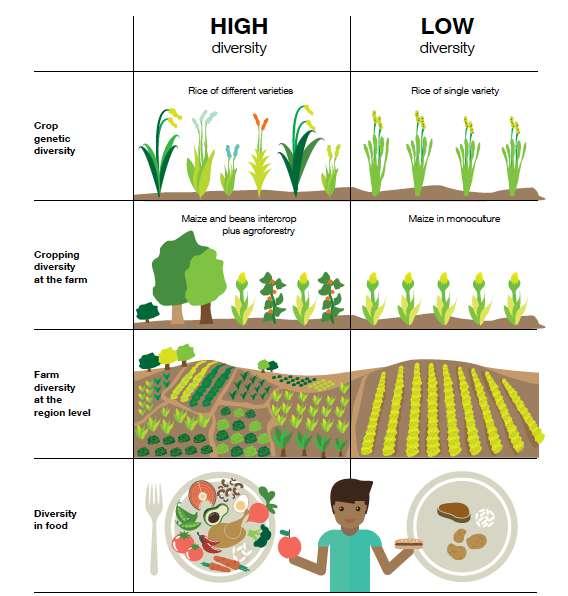 (Bio)diversiteit als basis voor veerkracht Grote diversiteit Weinig diversiteit