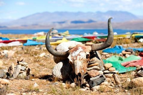 Rond het meer staan s zomers de tenten van de semi-nomadische Drokpa s, de oorspronkelijke bewoners van deze streek. Ze kamperen hier om hun yaks te laten grazen.