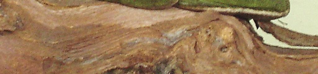 De grene bmkikker leeft in Nrd-Amerika en kmt veel vr in het Zuid-Osten van de Verenigde Staten. Hij leeft in bmen en struiken, meestal in de buurt van water. De kikker wrdt actief als het dnker wrdt.