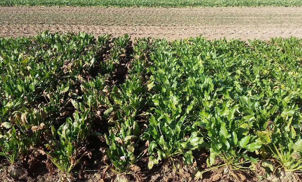 bruinwortelrot Ronde bladvlek met zwarte puntjes rode rand