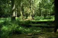 Maatregel:Promotie van dood hout in aangeslibd bos Voorbeeld [rivier], activiteit [12] ACTIVITEIT 12:Beheersmaatregelen voor natuurbescherming Fund Description Target groups Land types Area
