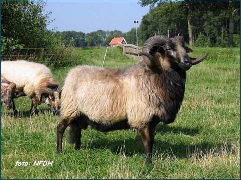 Epididymaal ram sperma, sperma uit de bijbal Grote opbrengst uit de caudae epididymidis van geslachte rammen.