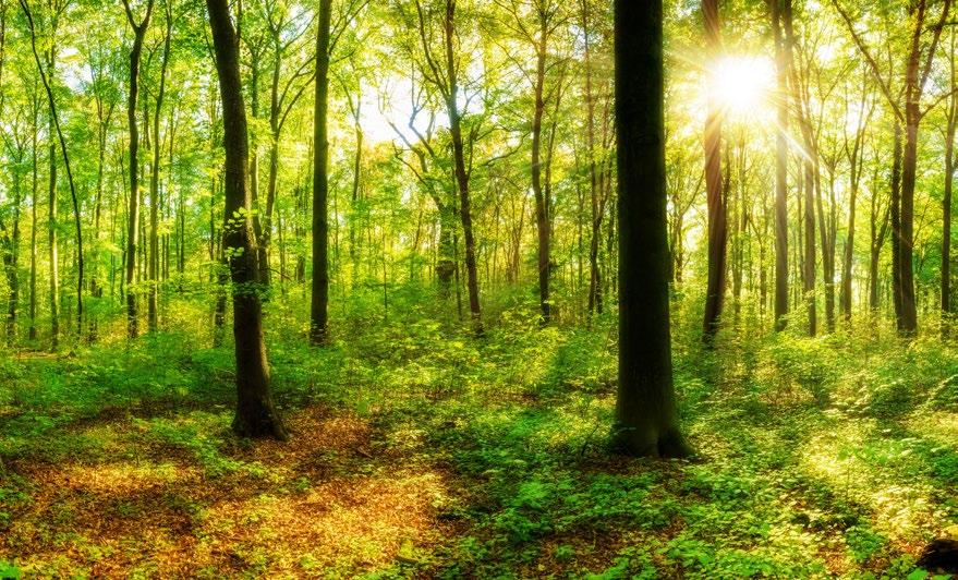 AMERONGEN INSPIREERT 15,2 KM HOEZO GOUDEN THEPEUTISCHE WANDELTOCHT? Een Japans wetenschappelijk onderzoek toont aan dat bomen phytonciden uitscheiden, een stof die de bomen beschermt tegen insecten.