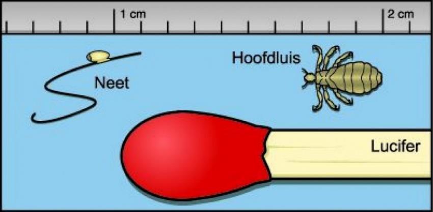 Hoofdluiscontrole Maandag 13 mei is er weer een algehele controle op hoofdluizen en neetjes.