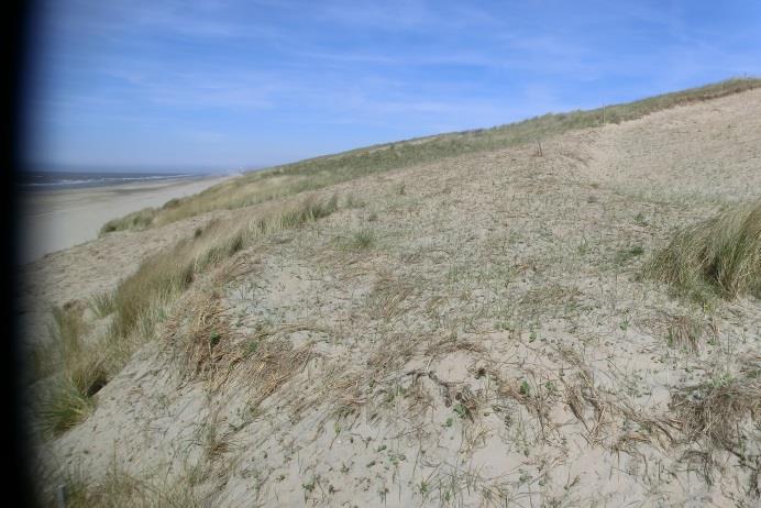 toegenomen. Overstuiving reikt nu tot ongeveer 50m landinwaarts.