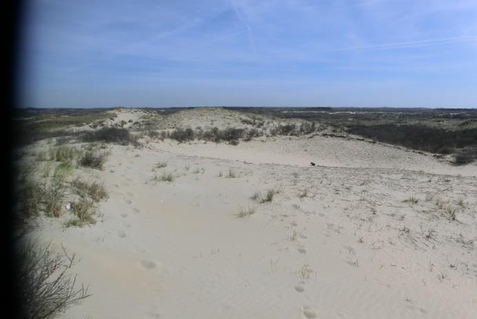 De vegetatie is hier sterk overstoven, maar omdat er ook veel hoger struweel staat is dit gekarteerd als matige tot sterk overstoven. Voornamelijk kuil 9 toont flinke verdieping.