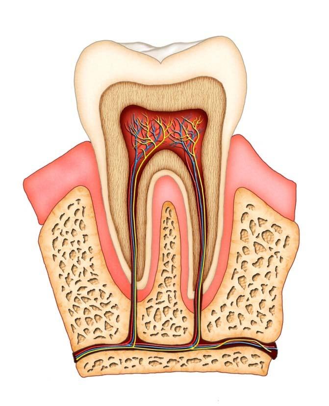 Benoem de delen van de tand. Kies uit: wortel, glazuur, kroon, zenuw, tandvlees Met deze extra info lukt het zeker en vast: De wortel: Het deel van de tand dat je niet ziet.