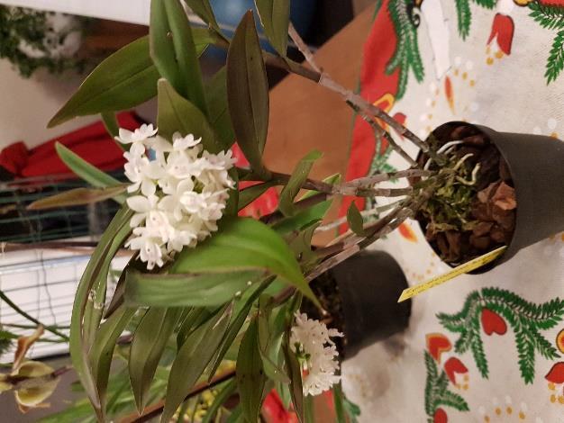 Zomers hangt de plant op een beschut plekje buiten en in de winter op haar slaapkamer met douche gelegenheid.