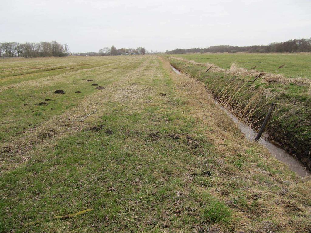 Foto 3 Deelgebied 4 is een polder tussen de oeverlanden en De Blesse; hier heeft het fosfaatonderzoek plaats gevonden In het noorden van deelgebied 1 wordt veel maïs verbouwd (foto 4); de overige