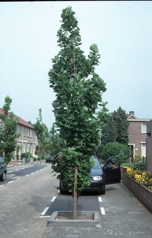 Aanpak Bomen geplant (1997-2003) stedelijk gebied & referentieterreinen 75 soorten, ca.
