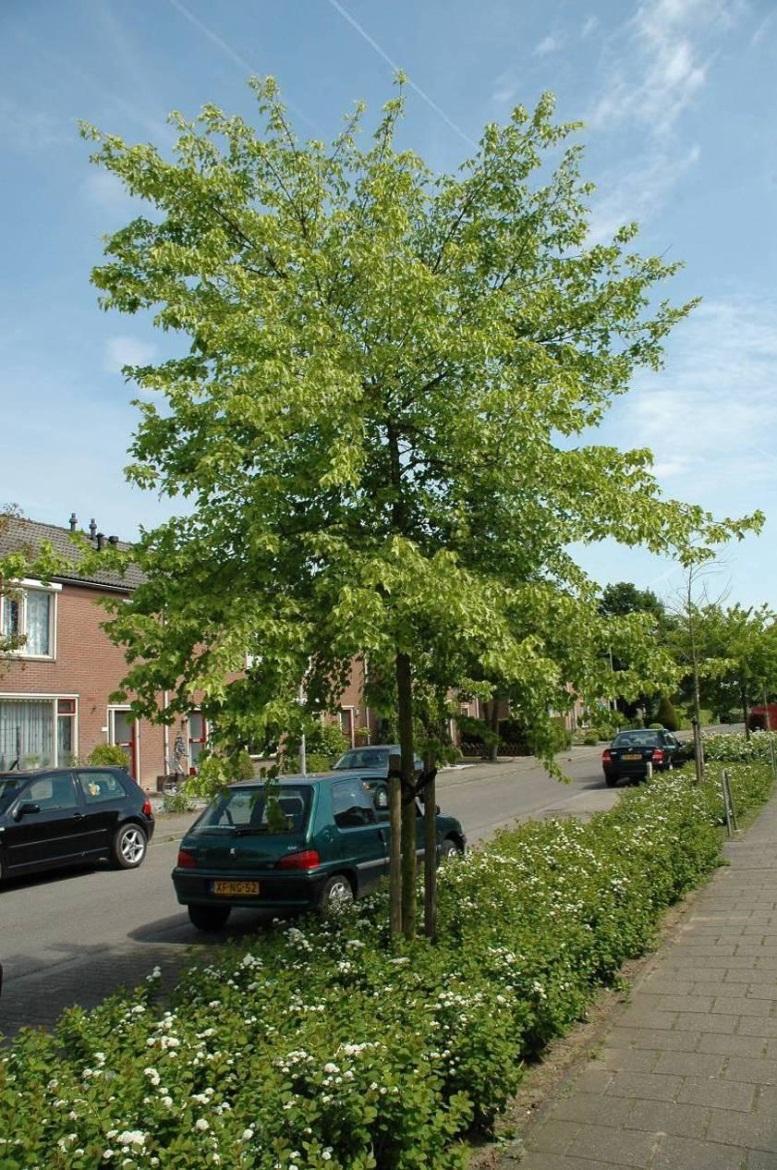 (-) Acer buergerianum (drietandesdoorn) Randwijk;