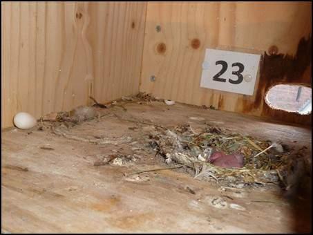 Na het broedseizoen vonden we in bijna alle kasten wel wat nestbouw, vooral met veertjes die we er zelf ingelegd hadden en die nu tot een klein randje aan elkaar geplakt waren.