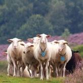 Ook krijgt ieder 6 heide/grastegels en 1 schapentegel. Ieder kind legt de heide/grastegels op dezelfde manier op het eigen spelbord.