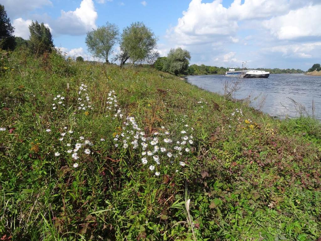 Resultaten In de oeverzone is naast het Rapunzelklokje nog een beschermde soort (van tabel 2) aangetroffen: Wilde marjolein (zie figuur 3 voor de verspreiding).