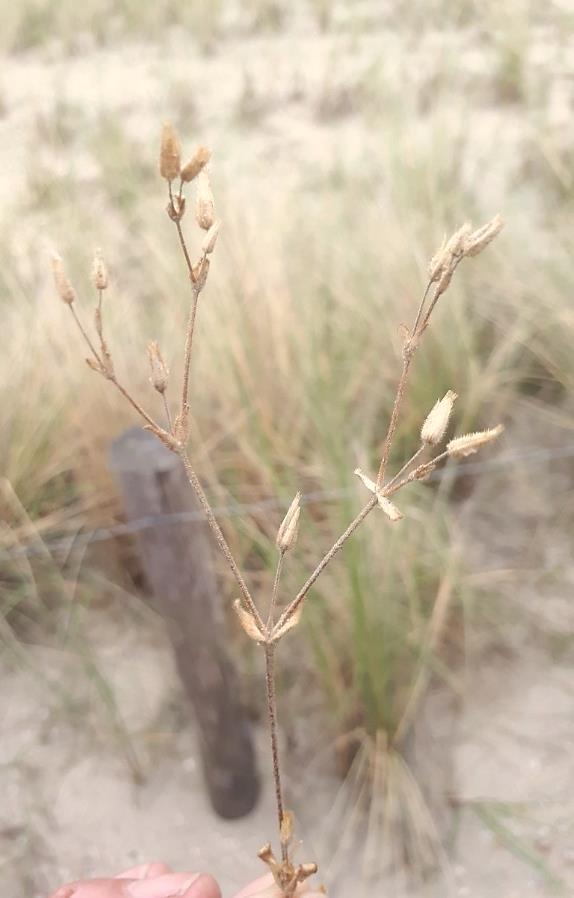 Knolvossenstaart is een laag en tenger, grijsgroen gras met een knolvormig verdikte stengelvoet. Uit de knollen komt in de nazomer nieuw blad.