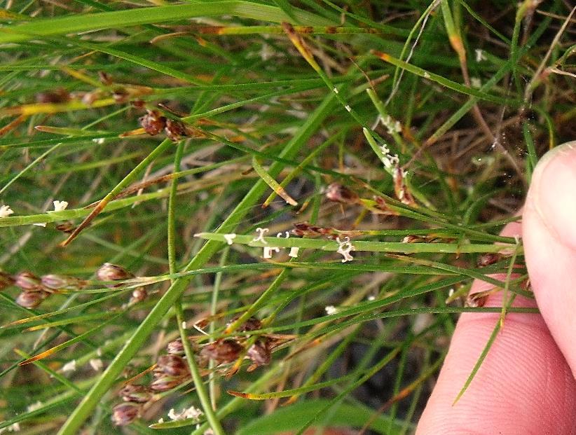 dunstaart - Parapholis strigosa Dunstaart staat op open, zonnige, vaak min of meer verstoorde plekken op natte, matig voedselrijke, matig stikstofarme, zilte, bij voorkeur slibhoudende zandgrond waar