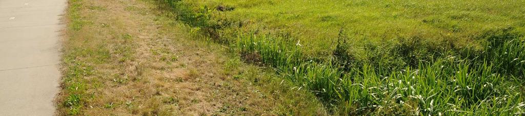 Rijen, thans tijdelijke natuur Een zeer