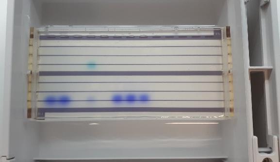 De kleurstoffen migreren iets sneller dan de DNA-fragmenten doorheen de gel. Ze geven dus aan wanneer de elektroforese beëindigd moet worden.