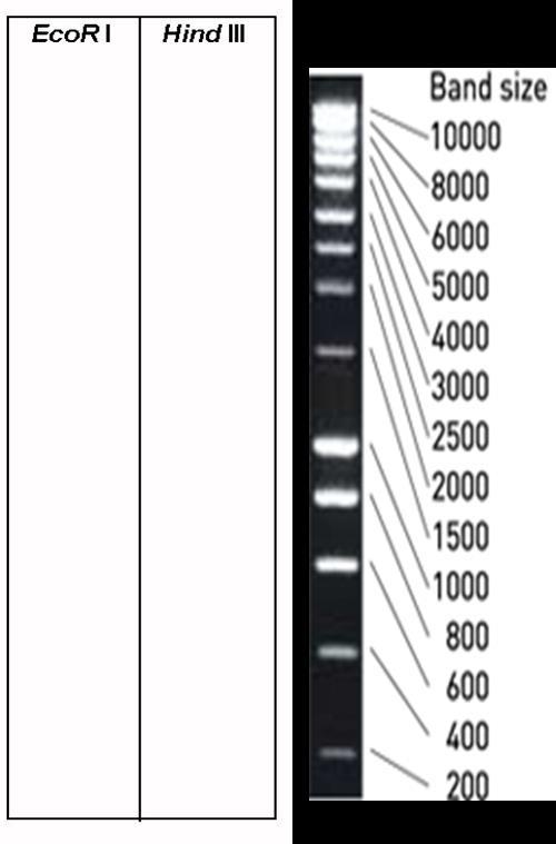 BIJLAGE 1 : COMPUTERBEREKENING VAN DNA-PROFIEL LAMBDAFAAG 3.2.