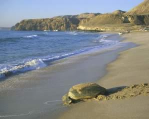 U maakt nog een tussenstop aan één van de prachtigste Wadi s of oase in Oman.